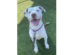 Adopt Matteo a Pit Bull Terrier, Mixed Breed