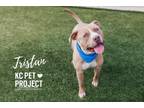 Adopt Tristan a Pit Bull Terrier, Mixed Breed