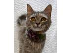 Adopt Sassy Britches a Dilute Calico
