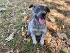 Adopt Scout a Cattle Dog