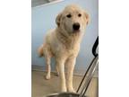 Adopt Ansel a Great Pyrenees