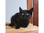 Adopt Ebony (Available for pre-adoption) a Domestic Short Hair