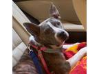 Adopt Mia (Urgent Need, Courtesy Post) a Pit Bull Terrier