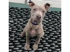 Adopt Coco Pup a Mixed Breed