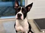 Adopt ELEVEN a American Staffordshire Terrier