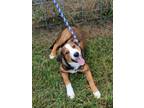 Adopt Ronan - Stray Hold a Collie, Mixed Breed