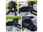 Adopt Aurora a Terrier