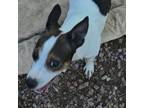 Adopt Smurf a Jack Russell Terrier