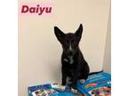 Adopt Daiyu a German Shepherd Dog, Mixed Breed