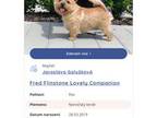 Norwich Terrier Puppy for sale in Huntersville, NC, USA