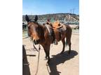Beautiful bay mare. 8yr old. Approx. 15 hands. Nice horse.