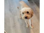 Adopt Sassy a Red/Golden/Orange/Chestnut Shih Tzu / Terrier (Unknown Type