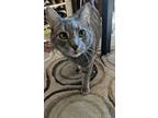 Adopt STRIPES a Gray, Blue or Silver Tabby Domestic Shorthair / Mixed (short