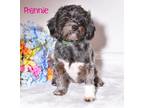 Adopt Frannie a Black - with White Poodle (Miniature) / Shih Tzu / Mixed dog in