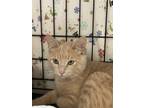 Adopt Oatmeal (kitten) a Tan or Fawn Tabby American Shorthair / Mixed cat in