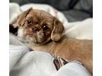 Adopt Remy a Shih Tzu / Mixed dog in Atlanta, GA (35094539)