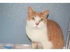 Adopt WILLIAM a Orange or Red Tabby Domestic Shorthair / Mixed (short coat) cat