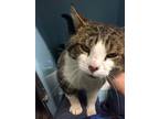 Adopt Codie A Domestic Shorthair / Mixed (short Coat) Cat In Saint Albans
