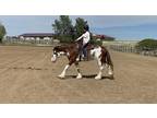 Flashy Safe Registered Clydesdale