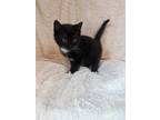 Adopt Dandelion a All Black Domestic Shorthair / Domestic Shorthair / Mixed cat