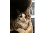 Adopt Galen - Kitchener a Brown or Chocolate Domestic Shorthair / Domestic