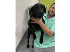 Adopt Doug a Black Flat-Coated Retriever / Mixed dog in Greenwood, SC (35095892)