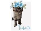 Adopt Isabella a Brown Tabby American Shorthair (short coat) cat in Bethel