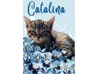 Adopt Catalina a Brown Tabby American Shorthair (short coat) cat in Bethel