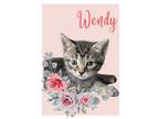 Adopt Wendy a Brown Tabby American Shorthair (short coat) cat in Bethel
