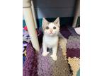 Adopt Wasabi-Kitchener a White Domestic Shorthair / Domestic Shorthair / Mixed