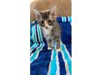 Adopt Gibson a Gray, Blue or Silver Tabby Domestic Shorthair (short coat) cat in
