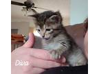 Adopt Diva a Gray, Blue or Silver Tabby Domestic Shorthair (short coat) cat in