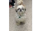 Adopt Hummus a White - with Tan, Yellow or Fawn Shih Tzu / Poodle (Standard) /