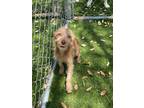 Adopt Fenway a Brown/Chocolate Terrier (Unknown Type, Small) / Mixed dog in