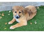 Adopt Fluffy a Tan/Yellow/Fawn - with White Catahoula Leopard Dog / Pomeranian /