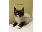 Adopt Duchess A Cream Or Ivory Colorpoint Shorthair (short Coat) Cat In Tega