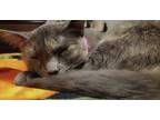 Adopt Layla A Gray Or Blue Korat / Mixed Cat In Saint Paul, MN (35091953)