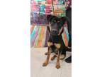 Adopt Happy a Black German Shepherd Dog / Rottweiler / Mixed dog in Moncton