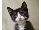 Adopt 54353A Voltorb- Second Chance Resale a All Black Domestic Shorthair /