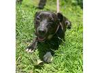 Dee, American Staffordshire Terrier For Adoption In Clarkesville, Georgia
