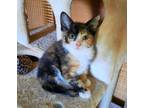 Lana, Domestic Shorthair For Adoption In Guelph, Ontario