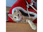 Kalel, Domestic Shorthair For Adoption In Guelph, Ontario