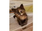 Lily, Domestic Mediumhair For Adoption In Guelph, Ontario