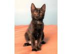 Raymond, Domestic Shorthair For Adoption In Guelph, Ontario