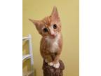 Robin, Domestic Shorthair For Adoption In Guelph, Ontario