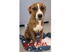 Adopt SPECKLES a Pit Bull Terrier, Mixed Breed