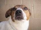 Adopt RUGER a Parson Russell Terrier, Australian Cattle Dog / Blue Heeler