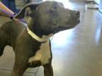 Adopt TJ a Pit Bull Terrier, Mixed Breed