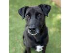 Adopt Rocky A Black Labrador Retriever