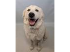 Adopt LILO a Great Pyrenees